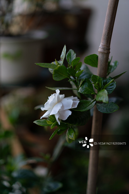 栀子花图片素材