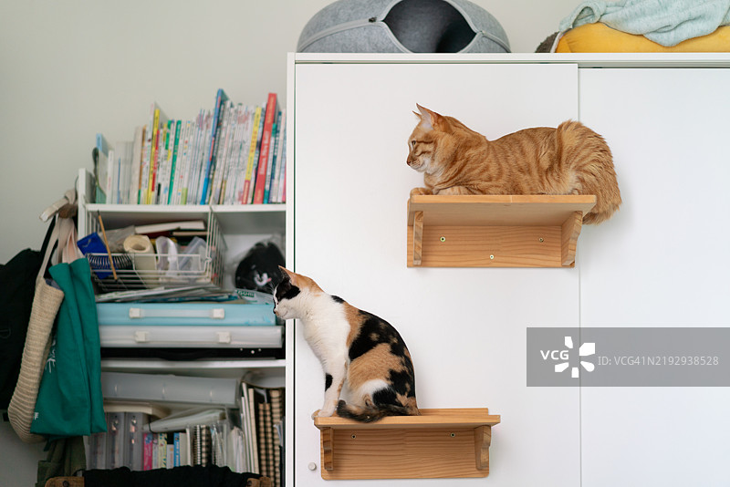 两只猫正专注地望向远方图片素材