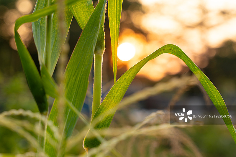 夕阳下的玉米秆在田野中图片素材