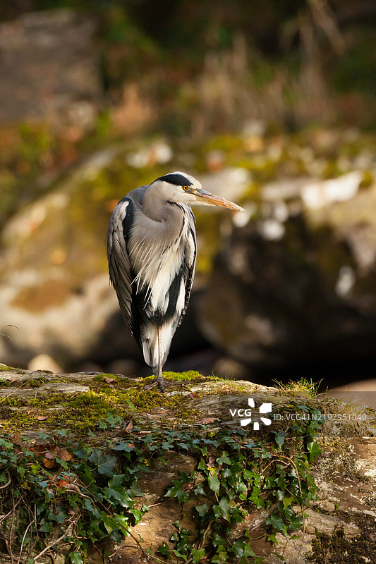 苍鹭肖像图片素材