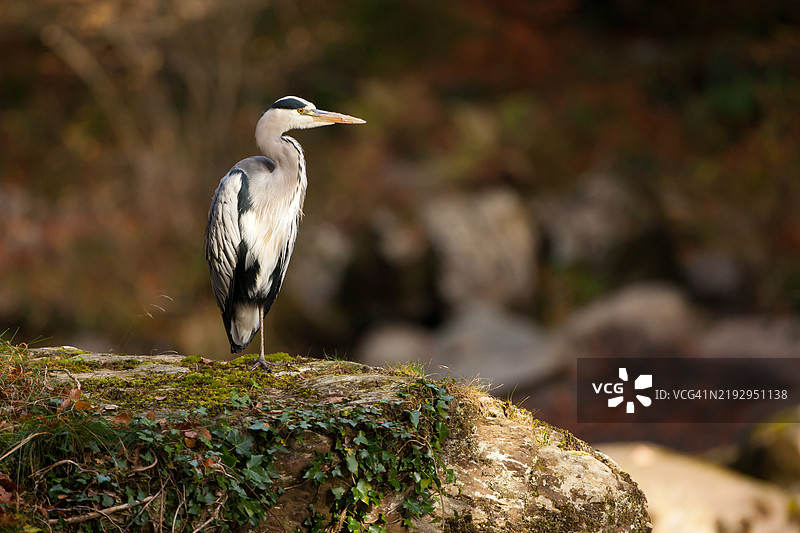 一只苍鹭站在大石头上，周围是秋天的色彩。图片素材