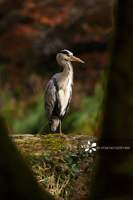 苍鹭站在一块大石头上，透过树间的缝隙观察。图片素材