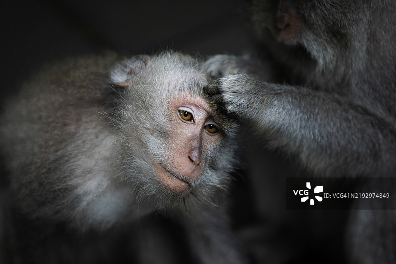 年轻猴子的肖像。图片素材