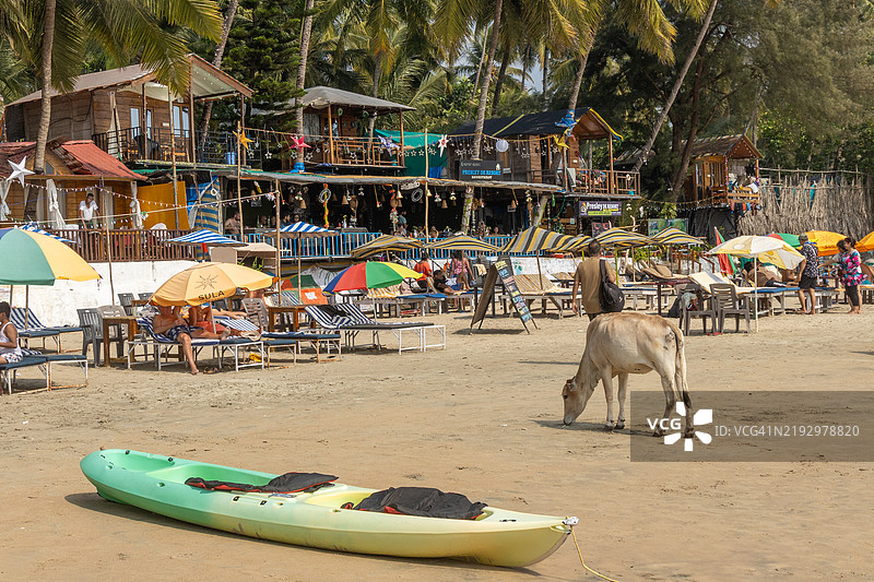 牛与皮划艇 - 帕洛伦 - 南果阿图片素材