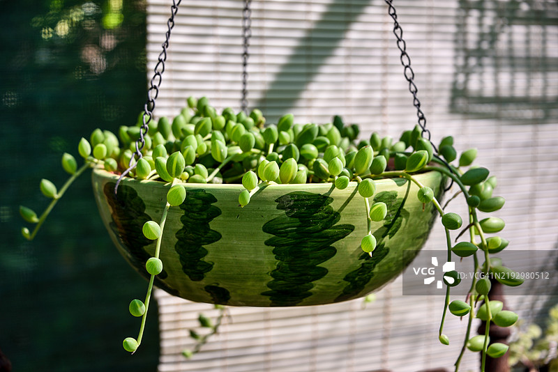 悬挂花盆中的西瓜多肉植物图片素材