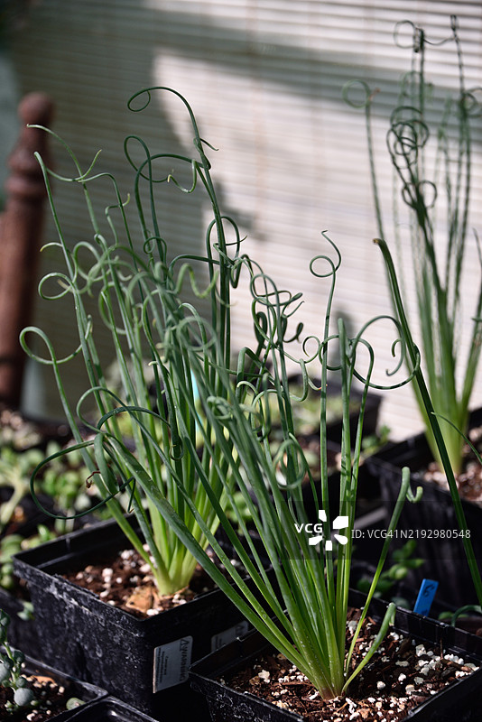 螺旋植物 - 螺旋藻 - 温室中带有螺旋叶子的植物图片素材
