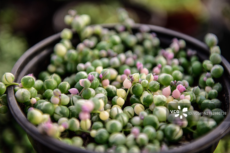 紫色新生长的斑驳珍珠串多肉植物图片素材