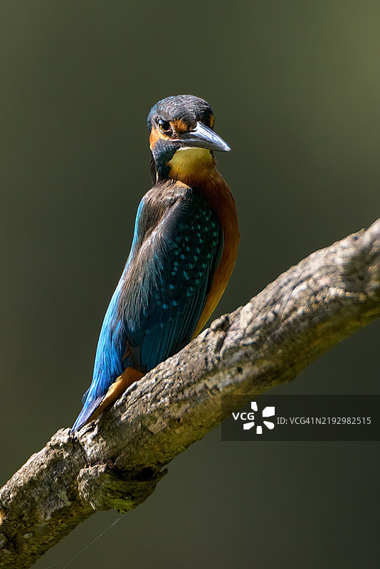 翠鸟栖息在树枝上的特写镜头图片素材