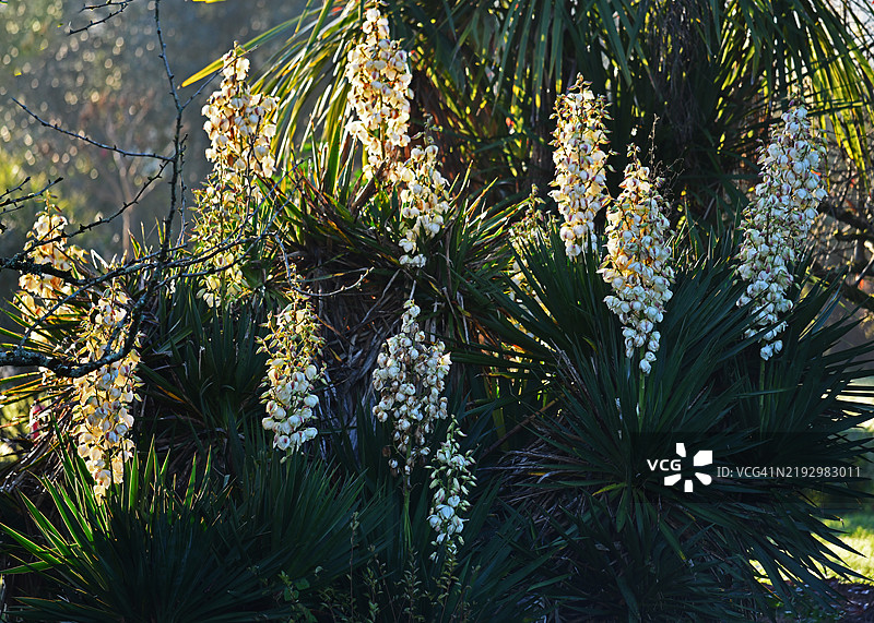 开花植物的特写镜头图片素材