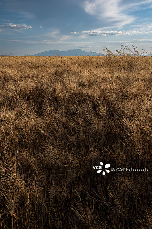 奥林匹斯山前的麦田图片素材