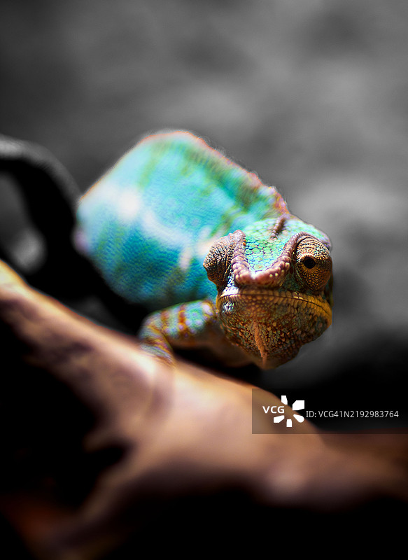 黑豹变色龙的特写镜头图片素材