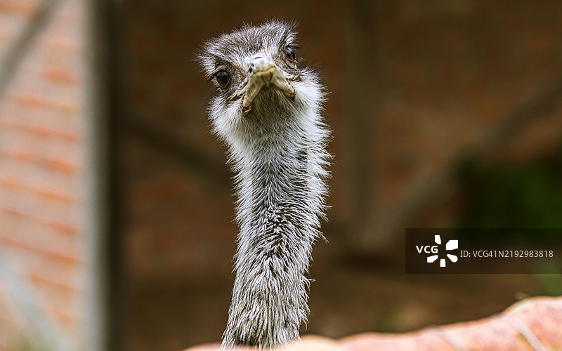 普通鸵鸟的特写镜头图片素材