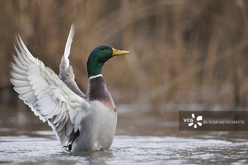 水鸭在湖面上飞翔的特写镜头图片素材