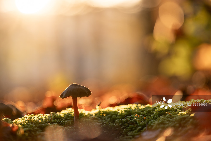 田野上生长的蘑菇特写图片素材