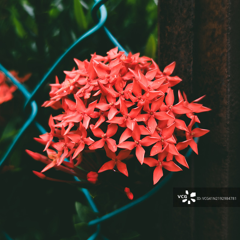 红色花朵的特写镜头图片素材