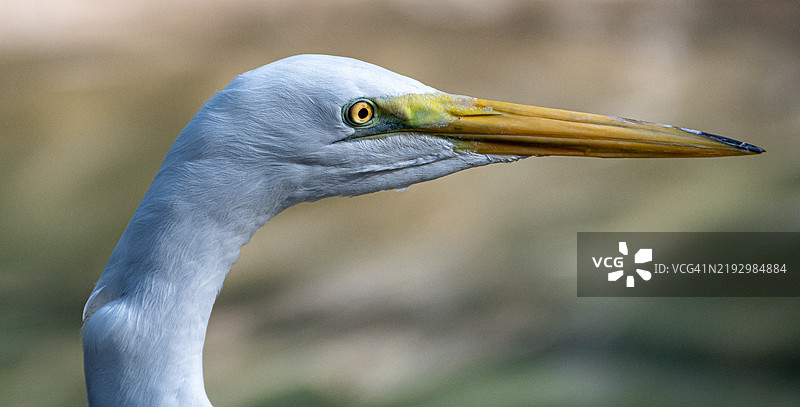 加州的鹈鹕特写， 美国图片素材