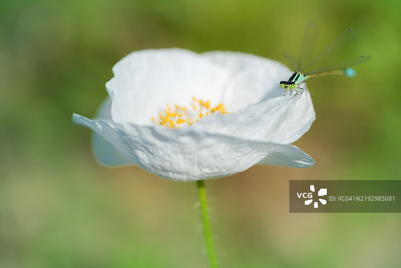昆虫在花朵上的特写镜头图片素材