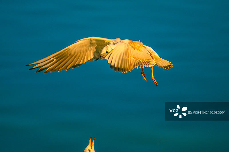 海水特写，北方鸬鹚在海面上飞翔， 中国图片素材
