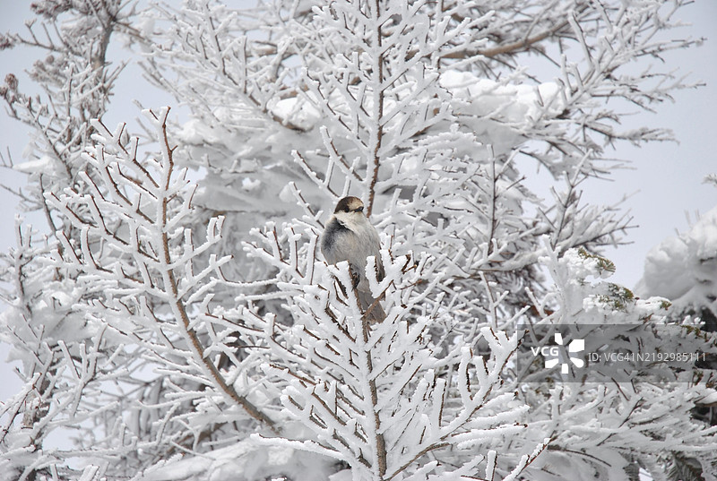 冬季时，一只鸣禽栖息在华盛顿州班德拉山的树上特写镜头图片素材