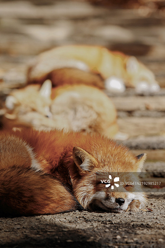 红狐在地面上的特写，白石，宫城，日本图片素材