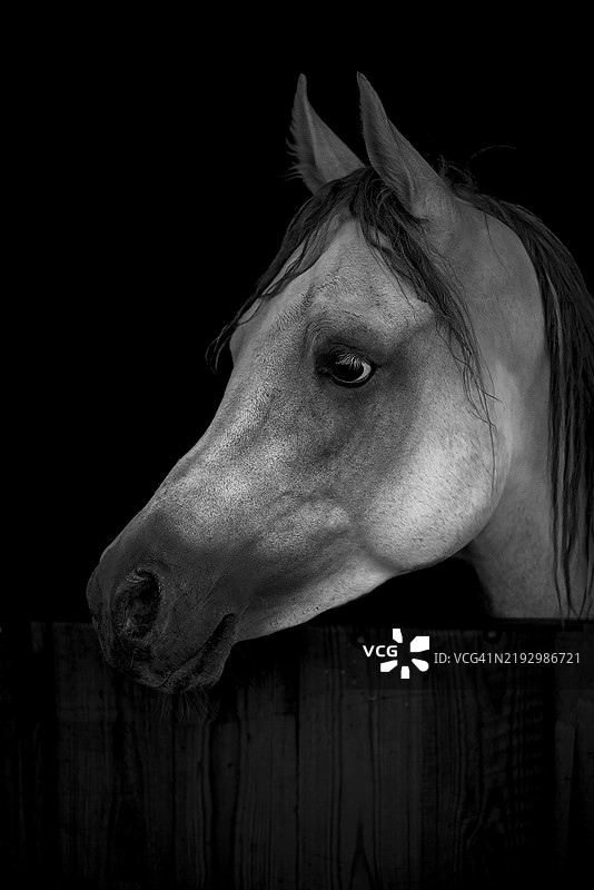 纯种马在马厩中的特写镜头图片素材