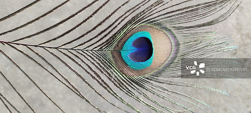 孔雀羽毛图片素材