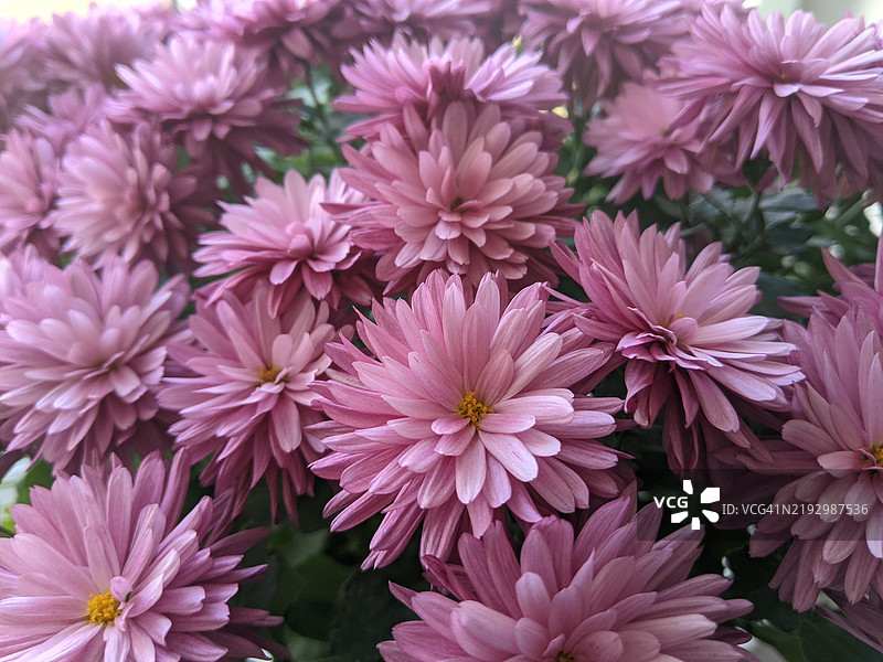 菊花在花坛和花园区域绽放出柔和的红色。图片素材