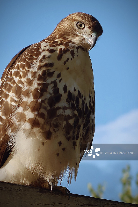 低角度视图的猛禽在晴朗的天空中，康科德，新罕布什尔州，美国图片素材