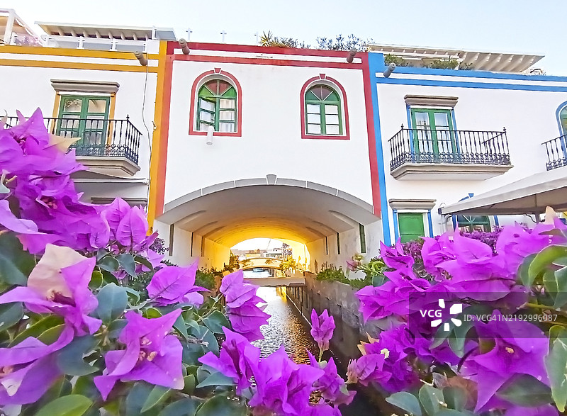 紫 bougainvillea 花与背景中的彩色房屋图片素材
