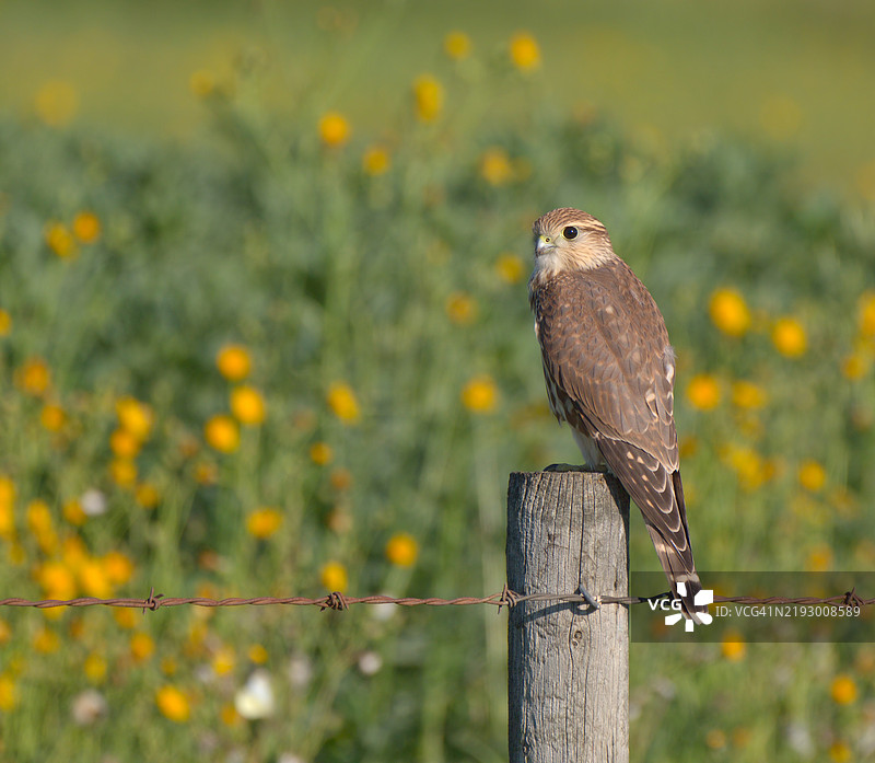 栖息在栅栏柱上的游隼图片素材