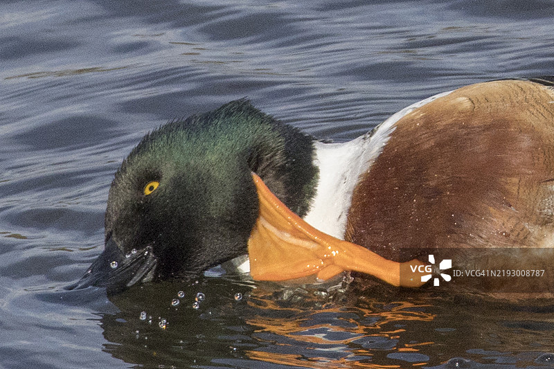 雄性北方铲嘴鸭在水中用蹼足抓挠的特写镜头图片素材