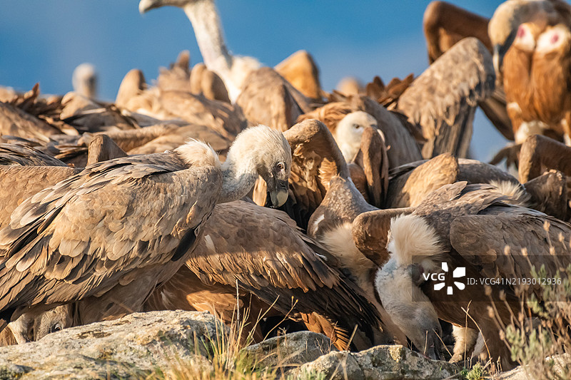 格里芬秃鹫（Gyps fulvus）群体肖像图片素材