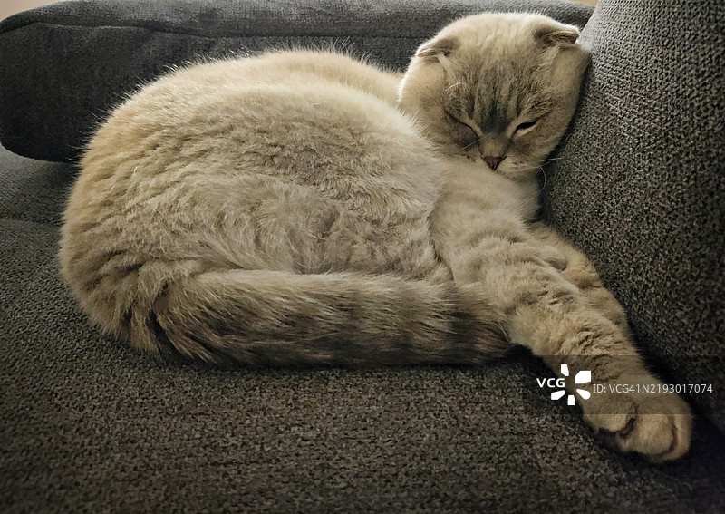 睡觉的猫图片素材