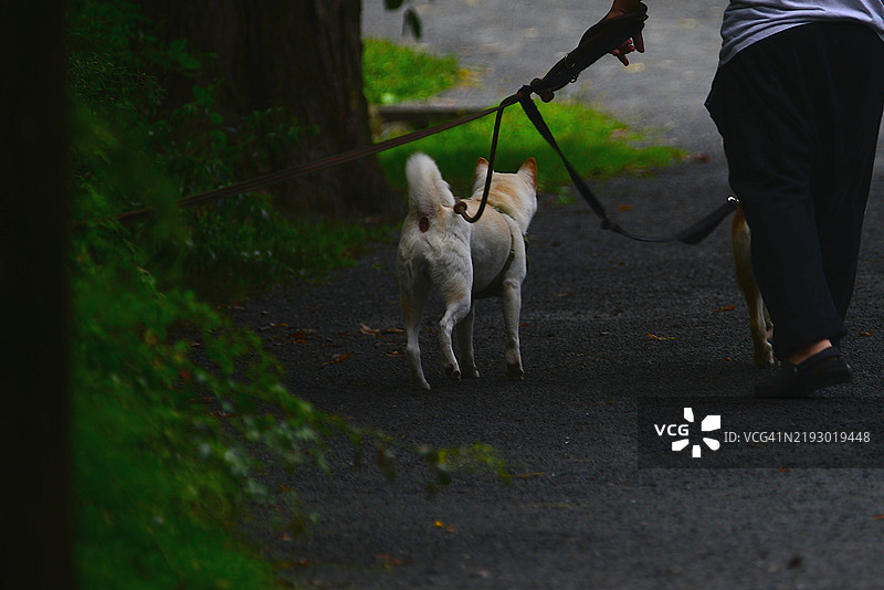 在公共公园遛狗图片素材