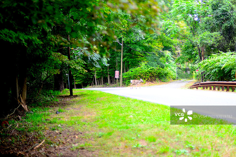 塔里敦湖步道图片素材