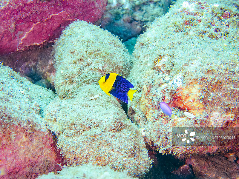 一只可爱的双色天使鱼(Centropyge bicolor)、天国小丑鱼(Pomacentrus coelestis)及其他鱼类。静冈县南伊豆伊豆半岛的平藏滨海滩 - 2024年。图片素材
