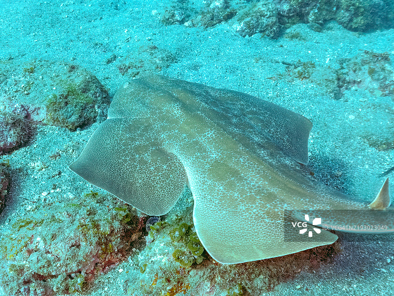 美丽的大型日本天使鲨，学名Squatina japonica。地点：静冈县南伊豆町的平藏滨海滩 - 2024年。图片素材