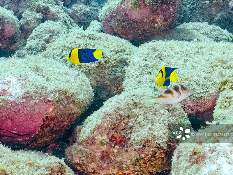 可爱的双色天使鱼(Centropyge bicolor)、天国小丑鱼(Pomacentrus coelestis)等。静冈县南伊豆伊豆半岛的平藏滨海滩 - 2024年。图片素材