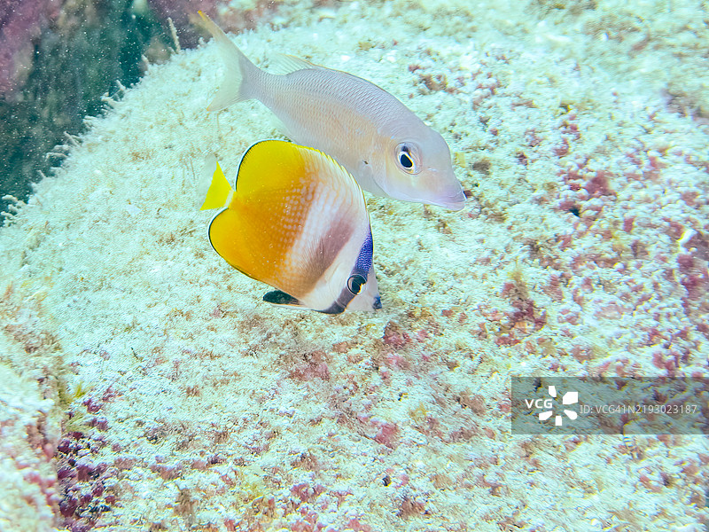 可爱的幼年日出蝶鱼,学名:Chaetodon kleinii,及其他鱼类。地点:静冈县南伊豆町的平藏滨海滩 - 2024年。图片素材