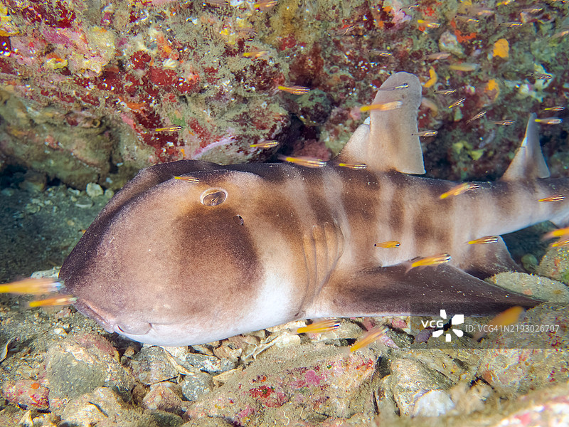 美丽的大型日本牛头鲨，学名Heterodontus japonicus。在水下洞穴中。一群南方橙线红雀鱼，学名Ostorhinchus properuptus，以及其他鱼类在水下洞穴中。图片素材