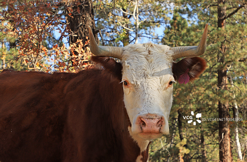 犊牛在犹他州森林地区的特写镜头图片素材