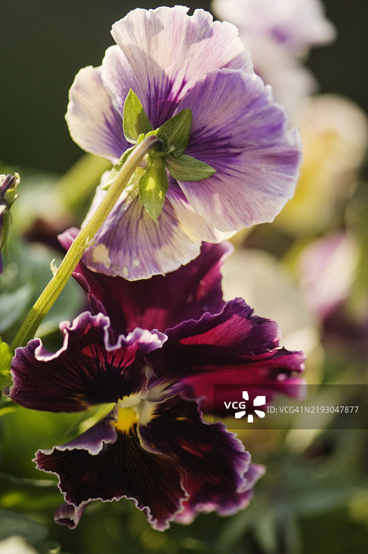 黑醋栗漩涡花的三色堇图片素材