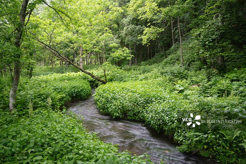 初夏的小溪图片素材