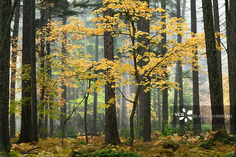 森林中漂浮的色彩图片素材