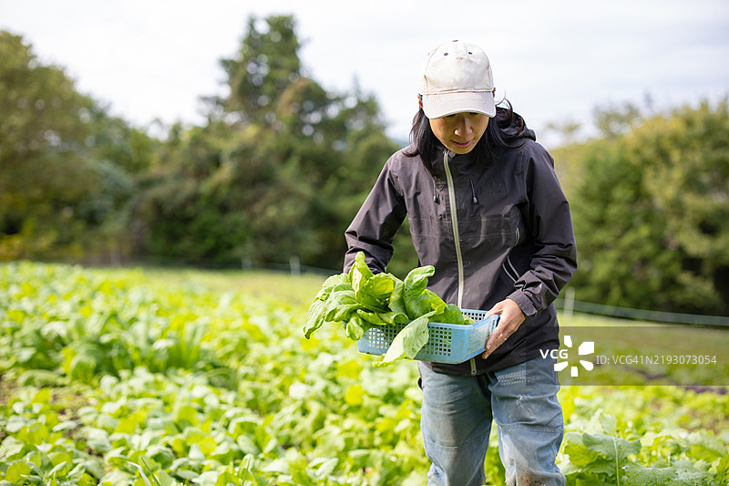 一位使用有机方法种植蔬菜的女性农民。图片素材