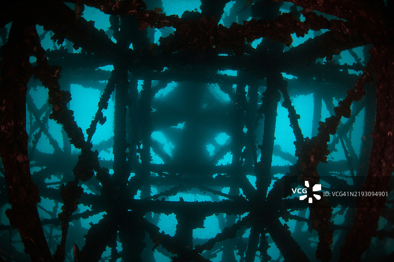 韩国，江原道，高城郡，潜水，珊瑚礁，水下，海洋，潜水图片素材