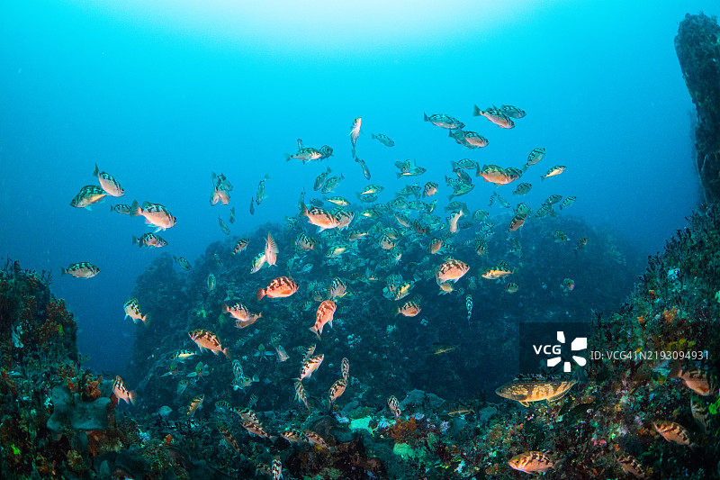 韩国，江原道，高城郡，皮肤潜水，石斑鱼，自然岩石，水下，黑石斑鱼图片素材