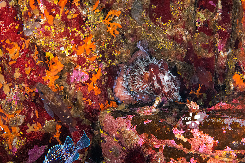 韩国，江原道，高城郡，皮肤潜水，章鱼，巨型章鱼，水下，章鱼图片素材