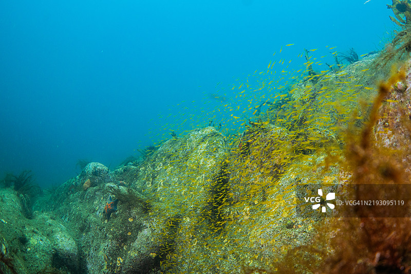 韩国，束草，皮肤潜水，鱼群，水下图片素材