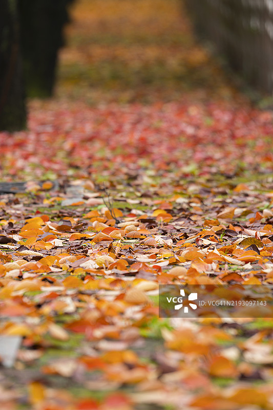 忠清北道忠州市栖安堡的枫树大道图片素材